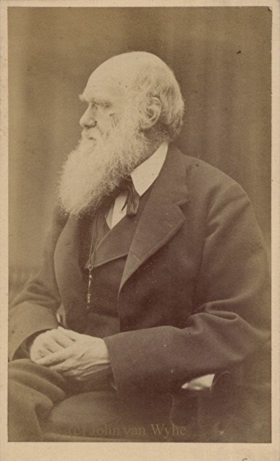 Hình: Darwin được chụp vào năm 1871 ở tuổi 62.