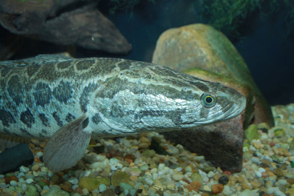 Cá lóc hồ Vi Sơn là con cá tượng trưng cho sự hiếu thảo của người làm con. (Ảnh: Wikipedia - CC BY 2.0)