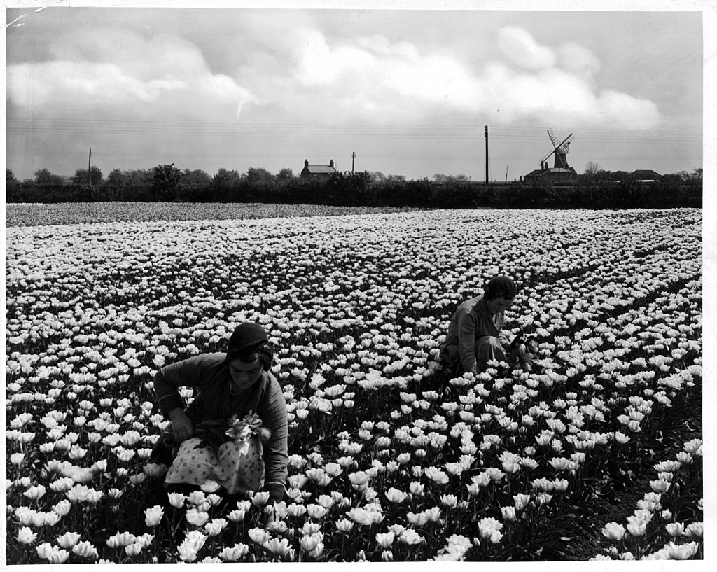 Giống như cách mà các tỷ phú và triệu phú dot-com ngày nay đã làm, những người giàu nhất Hà Lan đã xây dựng “giấc mơ giàu có” của họ dựa trên việc mua bán... hoa tulip. 