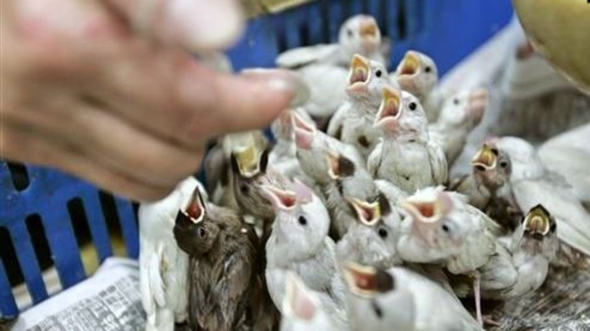 Hiệp hội Chim hoang dã Đài Loan đã bị BirdLife International chấm dứt hoạt động thành viên vì từ chối ký các văn kiện phản đối Đài Loan độc lập. Bộ Ngoại giao Đài Loan đã lên án điều này. (Ảnh / Associated Press)