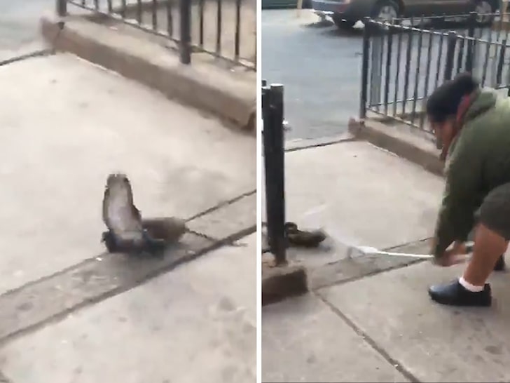 Cuộc chiến tàn bạo giữa chuột và chim bồ câu trên đường phố New York