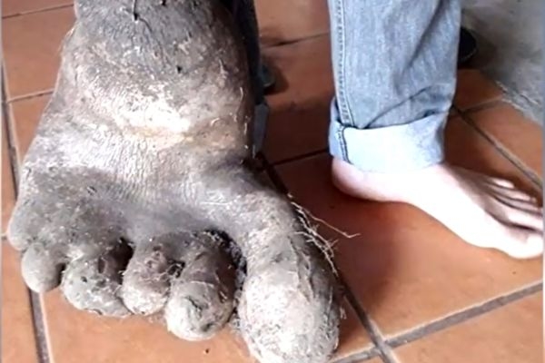 Người nông dân Brazil đào được củ khoai tây to như ‘bàn chân người khổng lồ’