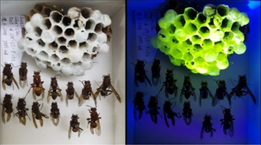 Tổ ong bắp cày dưới ánh sáng trắng và dưới ánh đèn tia UV.
