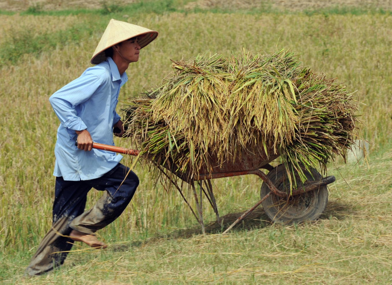 A farmer pushes a cart loaded with harvested rice in a field in the suburbs of Hanoi on October 2, 2008. AFP PHOTO / HOANG DINH Nam (Photo credit should read HOANG DINH NAM/AFP via Getty Images)